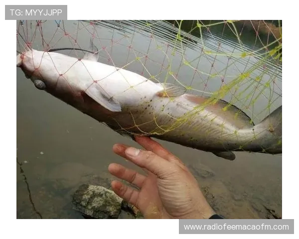 博鱼体育常见问题解答：解决新手玩家的疑难杂症全攻略